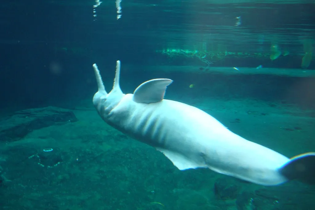 Le boto ou dauphin rose de l'Amazone Le boto ou dauphin rose de l Amazone inia 11 Le-boto-ou-dauphin-rose-de-l-Amazone-inia-11