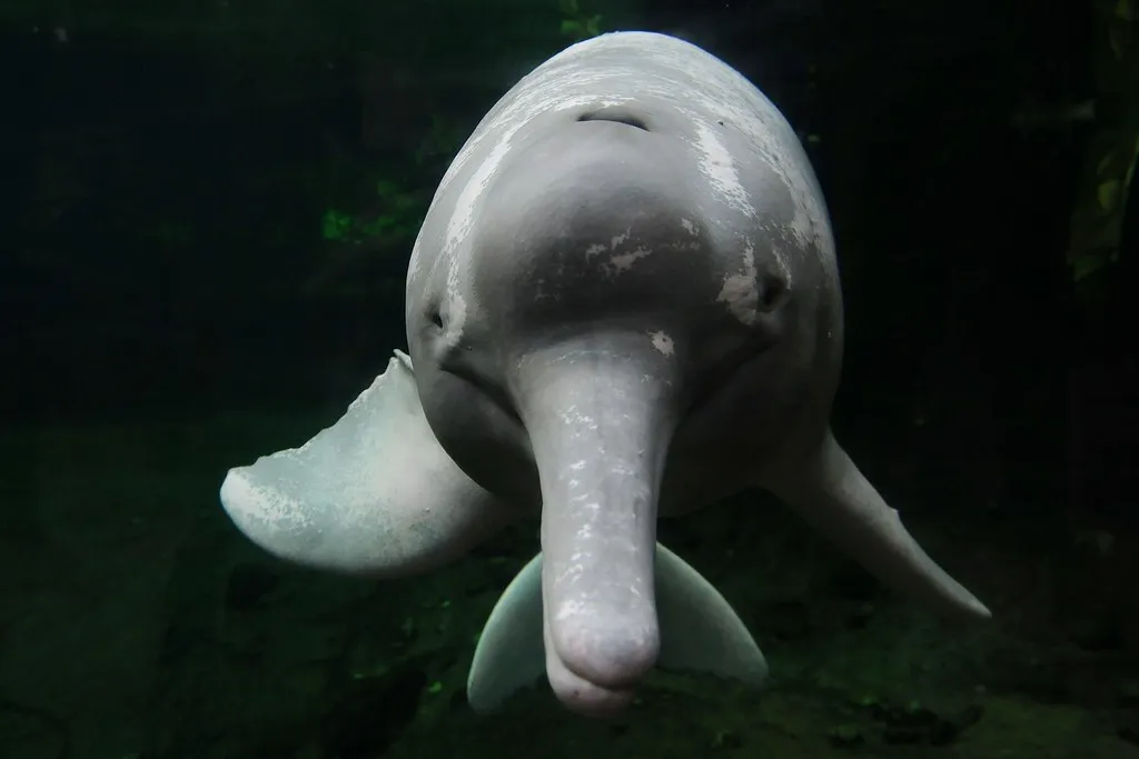 Le boto ou dauphin rose de l'Amazone Le boto ou dauphin rose de l Amazone inia 2 Le-boto-ou-dauphin-rose-de-l-Amazone-inia-2