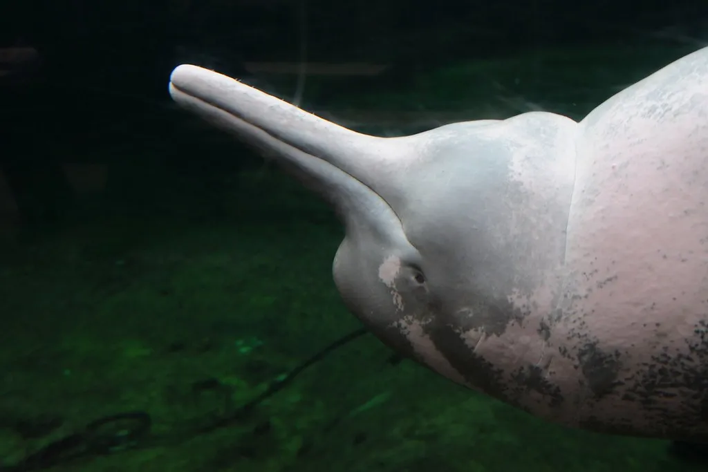 Le boto ou dauphin rose de l'Amazone Le boto ou dauphin rose de l Amazone inia 5 Le boto ou dauphin rose de l Amazone inia 5