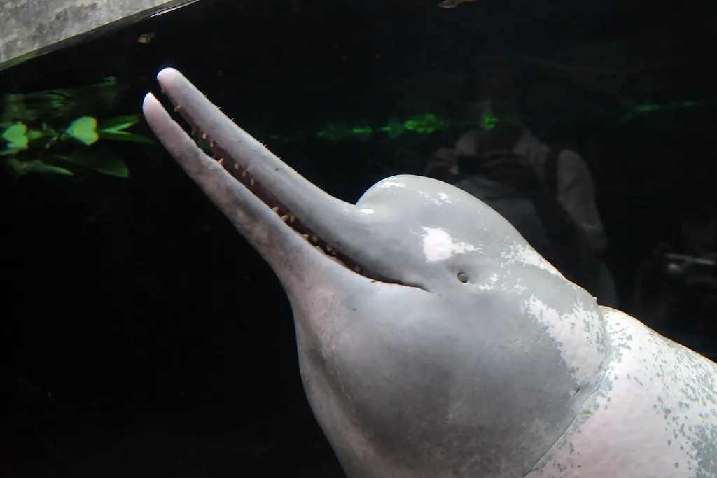 Le boto ou dauphin rose de l'Amazone Le boto ou dauphin rose de l Amazone inia 6 Le boto ou dauphin rose de l Amazone inia 6