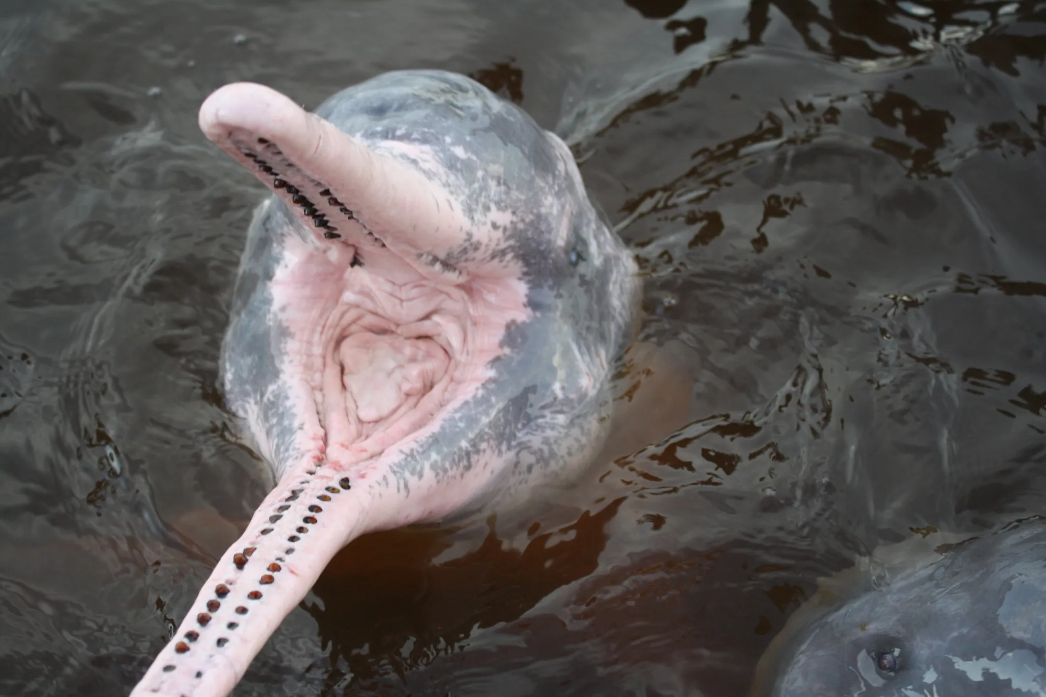 Le boto ou dauphin rose de l'Amazone Le boto ou dauphin rose de l Amazone inia 7 Le-boto-ou-dauphin-rose-de-l-Amazone-inia-7