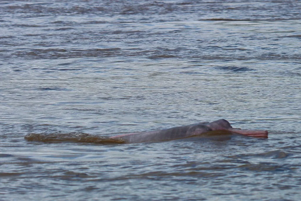 Le boto ou dauphin rose de l'Amazone Le boto ou dauphin rose de l Amazone inia 8 Le-boto-ou-dauphin-rose-de-l-Amazone-inia-8