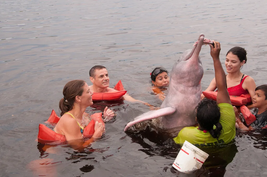 Le boto ou dauphin rose de l'Amazone Le boto ou dauphin rose de l Amazone inia 9 Le-boto-ou-dauphin-rose-de-l-Amazone-inia-9