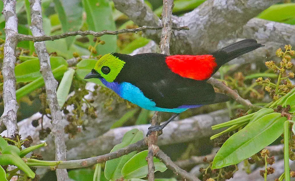 Le tangara de paradis, un oiseau aux airs de Green Lantern Le tangara de paradis un oiseau aux airs de Green Lantern tangara septicolore calliste septicolore 8 Le-tangara-de-paradis-un-oiseau-aux-airs-de-Green-Lantern-tangara-septicolore-calliste-septicolore-8.