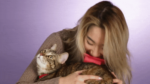 Licki, une étrange brosse pour lécher son chat Licki une etrange brosse pour lecher son chat 4 Licki-une-etrange-brosse-pour-lecher-son-chat