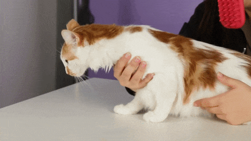 Licki, une étrange brosse pour lécher son chat Licki une etrange brosse pour lecher son chat 6 Licki-une-etrange-brosse-pour-lecher-son-chat