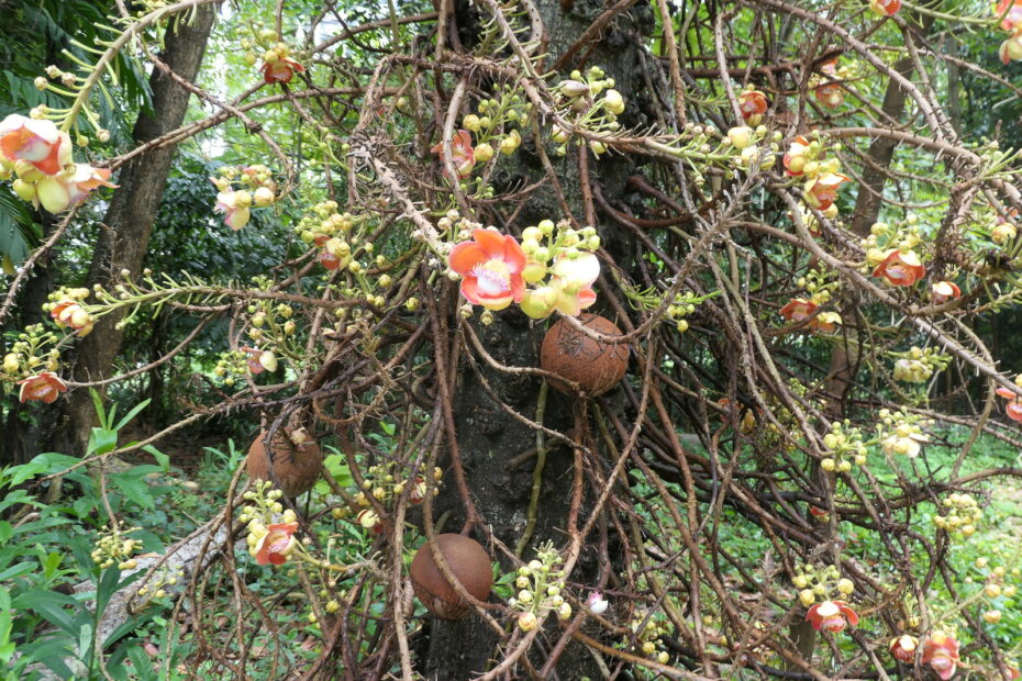 Le curieux et dangereux arbre boulet de canon arbre boulet de canon Arbre boulet de canon (Couroupita guianensis)