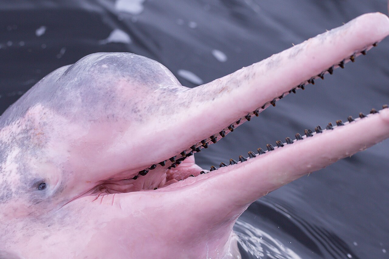 Boto ou dauphin rose de l’Amazone Inia geoffrensis au Brésil Boto ou dauphin rose de l’Amazone Inia geoffrensis au Brésil