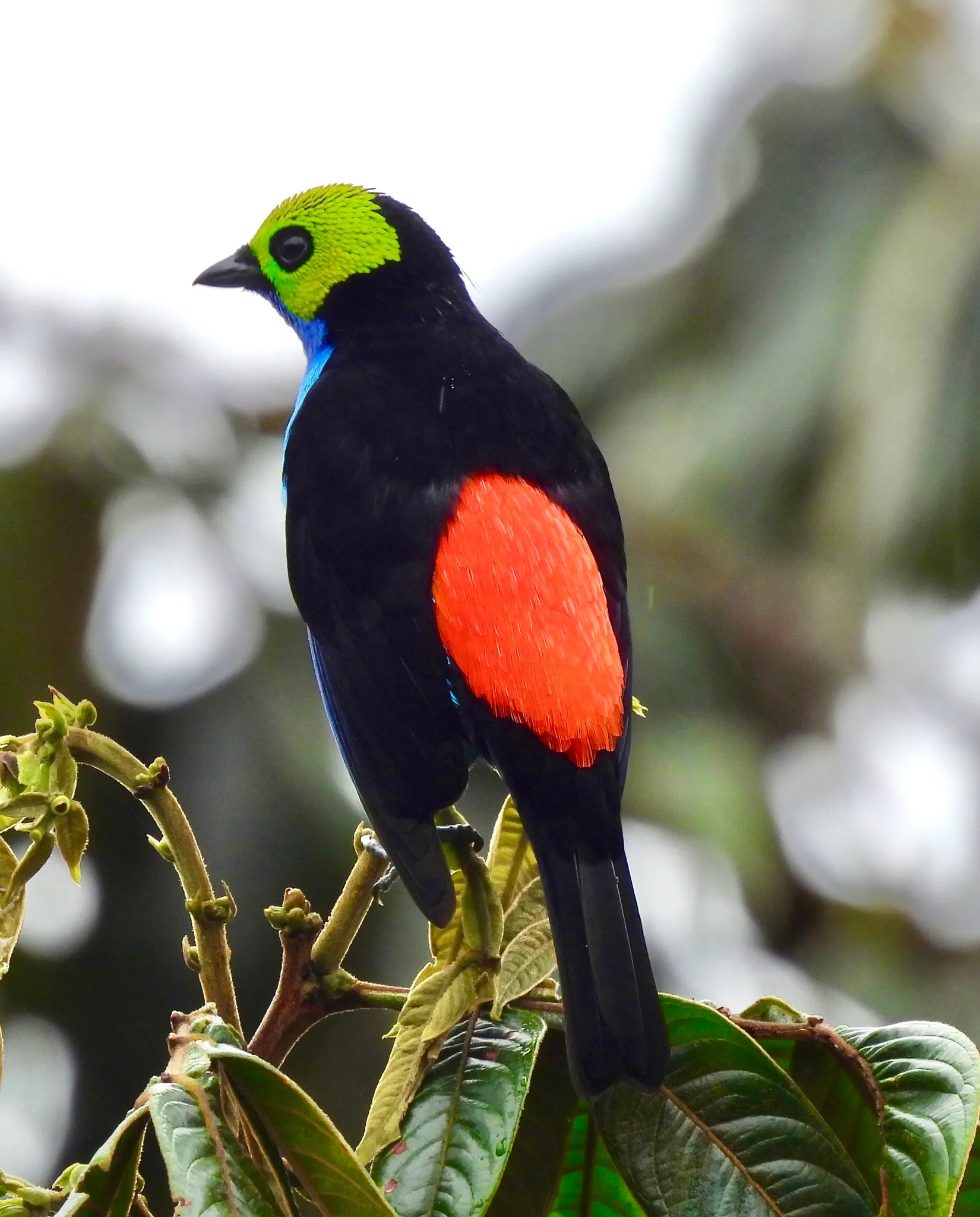 calliste septicolore Tangara chilensis dos rouge Tangara de paradis montrant son bas du dos rouge