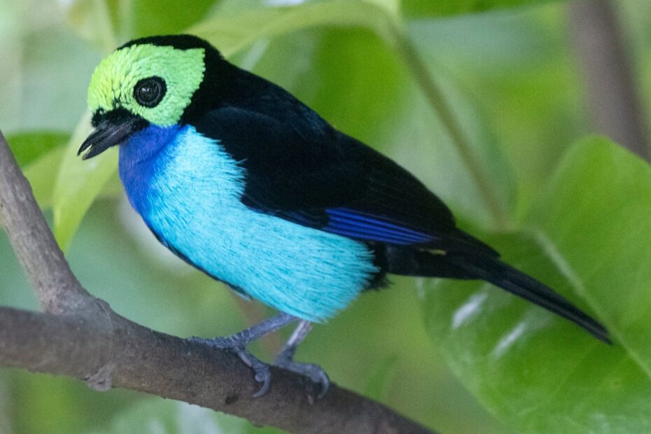 Le calliste septicolore, l’oiseau d’Amazonie aux sept couleurs calliste septicolore tangara chilensis amazonie Calliste septicolore de profil avec la tête verte, le ventre turquoise, le dos noir et le croupion rouge