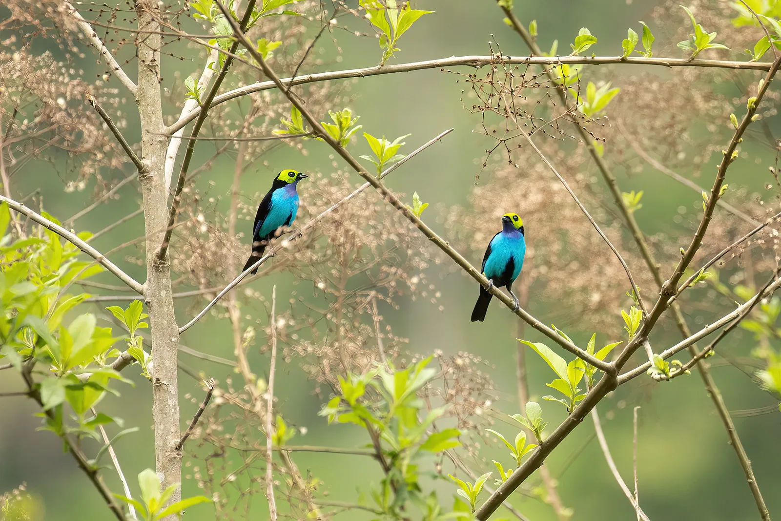 Callistes septicolores dans les branches d’un arbre Callistes septicolores dans les branches d’un arbre
