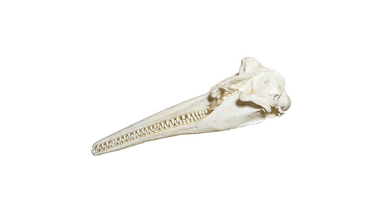 Crâne de boto Inia geoffrensis montrant le long museau et les dents Crâne de boto Inia geoffrensis montrant le long museau et les dents