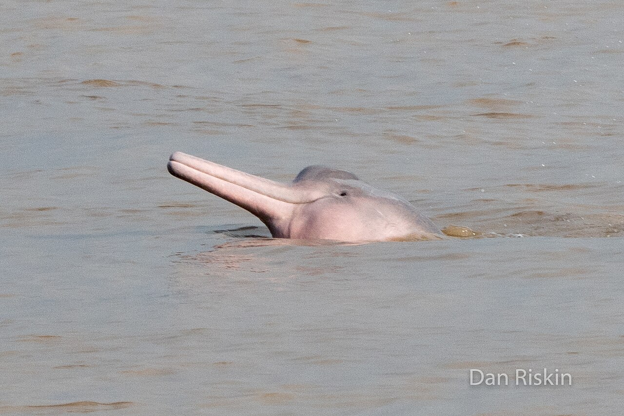 Dauphin rose de l’Amazone Inia geoffrensis photographié au Pérou Dauphin rose de l’Amazone Inia geoffrensis photographié au Pérou