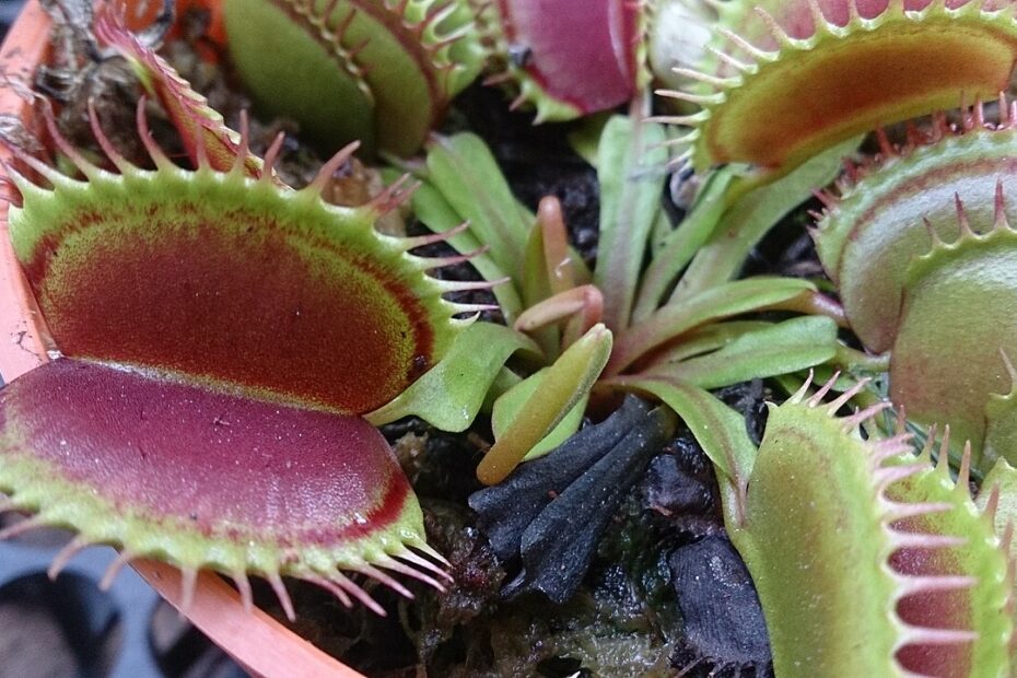 Dionée attrape-mouche Dionaea muscipula et ses pièges