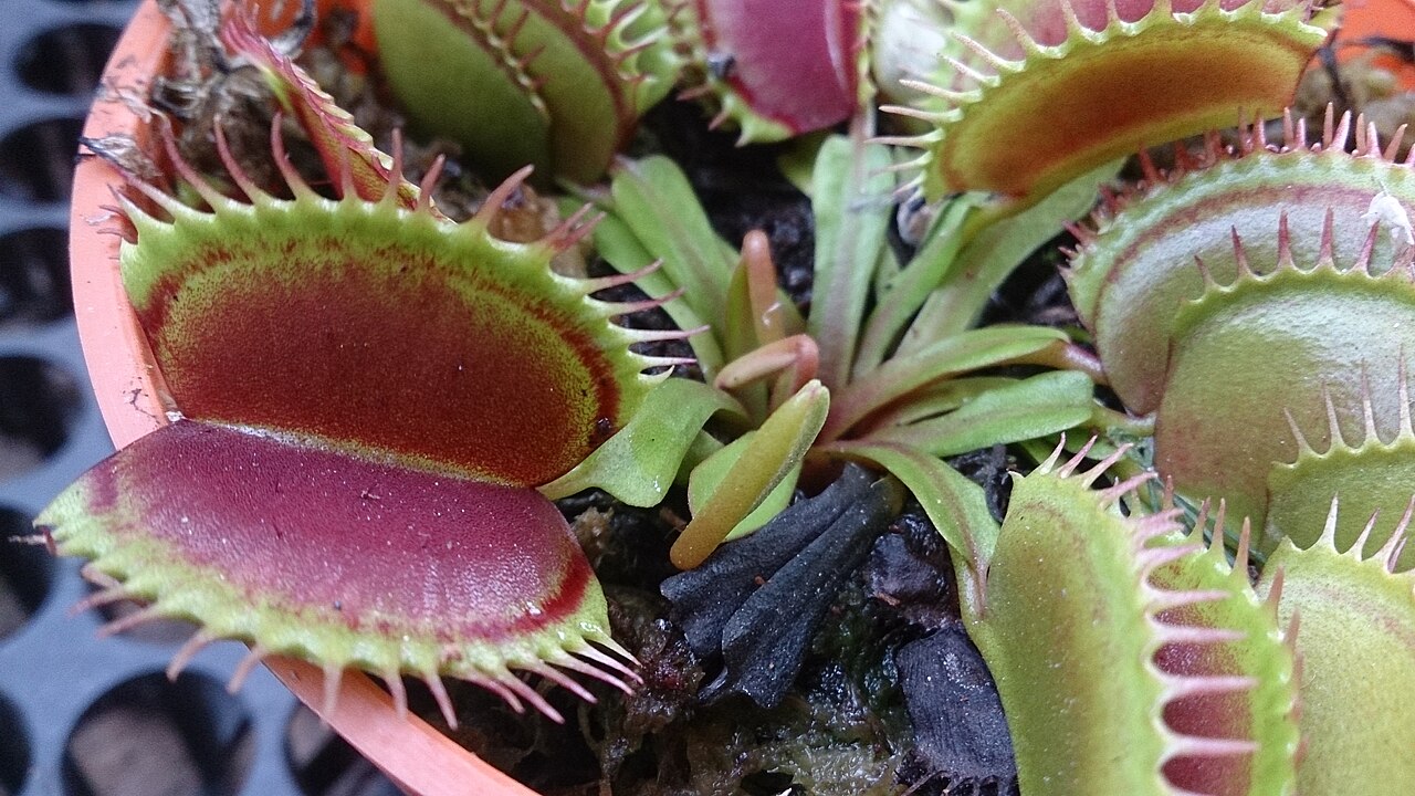 Dionée attrape-mouche Dionaea muscipula et ses pièges Dionée attrape-mouche Dionaea muscipula et ses pièges