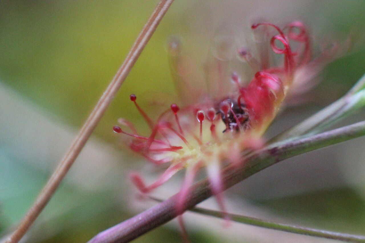 drosera rotundifolia feuilles collantes Drosera rotundifolia et ses tentacules couverts de mucilage collant