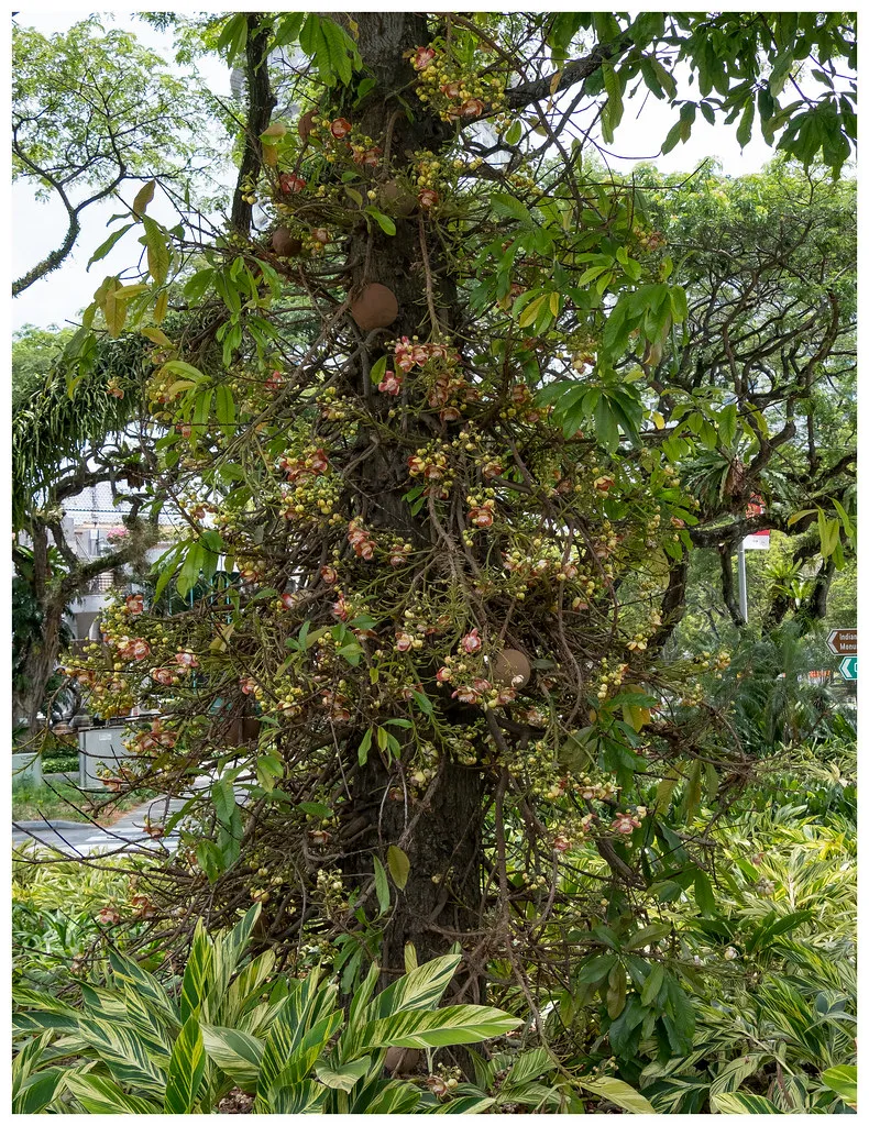 Le curieux et dangereux arbre boulet de canon le curieux et dangereux arbre boulet de canon 2 le-curieux-et-dangereux-arbre-boulet-de-canon-2