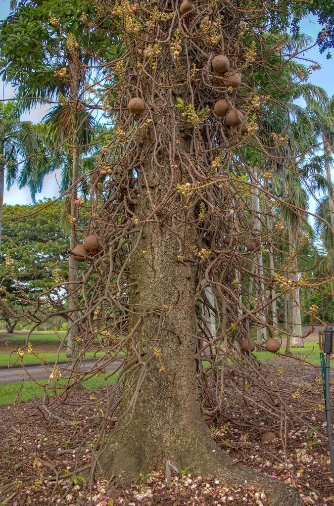Le curieux et dangereux arbre boulet de canon le curieux et dangereux arbre boulet de canon 7 le-curieux-et-dangereux-arbre-boulet-de-canon-7
