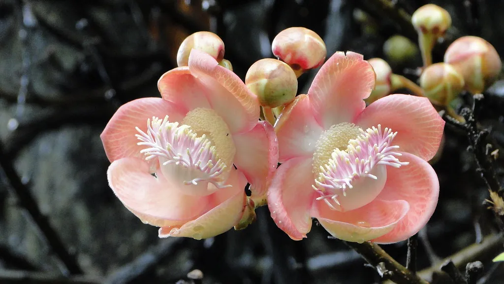 Le curieux et dangereux arbre boulet de canon le curieux et dangereux arbre boulet de canon 9 le-curieux-et-dangereux-arbre-boulet-de-canon-9