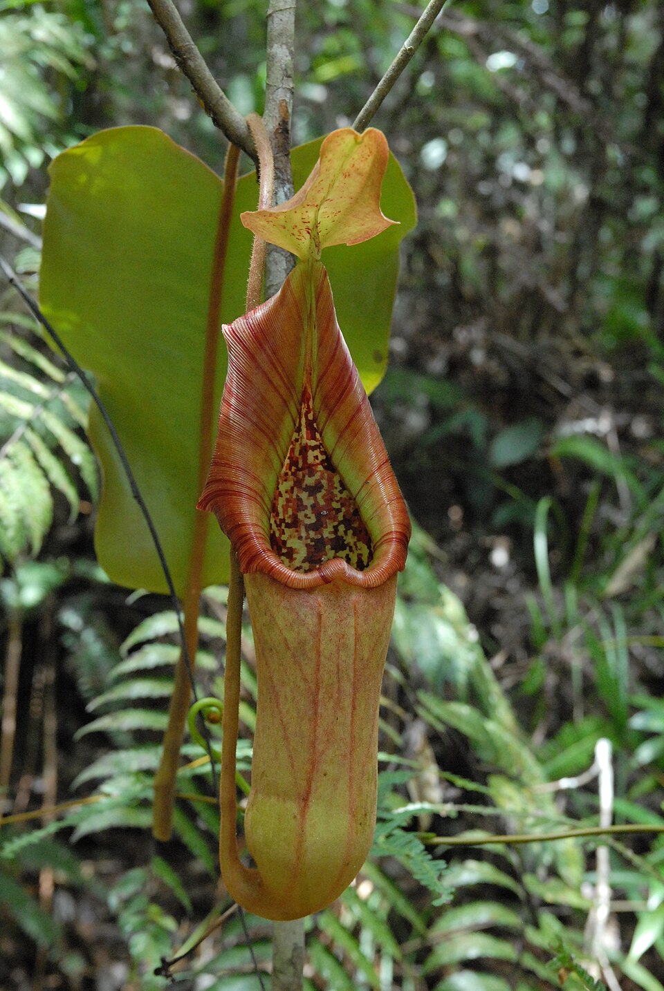 nepenthes truncata urne plante carnivore Urne de Nepenthes truncata, plante carnivore des Philippines