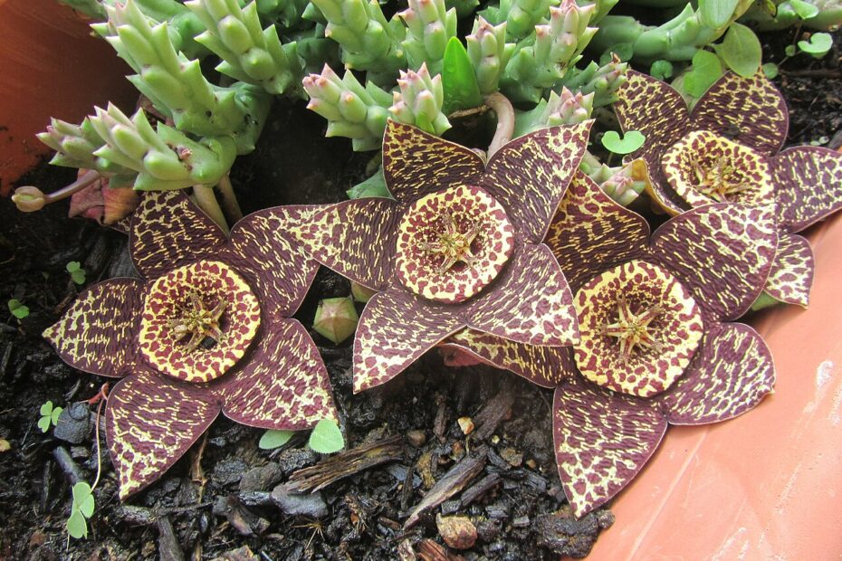 La magnifique fleur du cactus étoile de mer et son odeur nauséabonde orbea variegata cactus etoile de mer fleur Fleur d'Orbea variegata, le cactus étoile de mer
