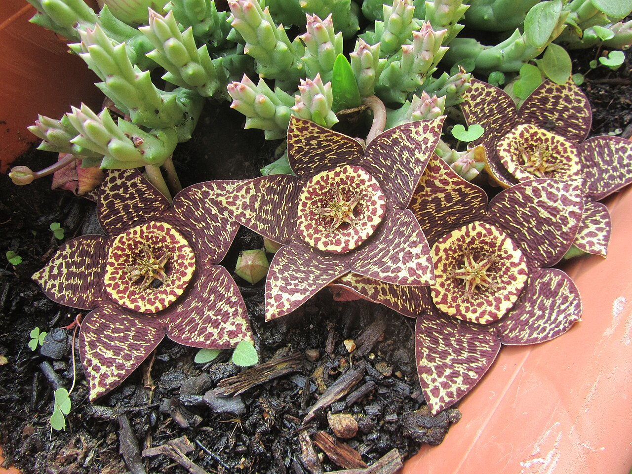 Fleur d'Orbea variegata, le cactus étoile de mer Fleur d'Orbea variegata, le cactus étoile de mer