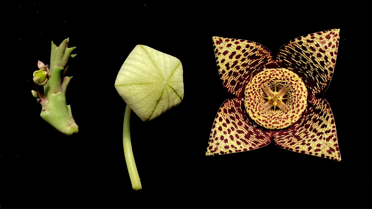 Étapes de l'ouverture de la fleur d'Orbea variegata Étapes de l'ouverture de la fleur d'Orbea variegata
