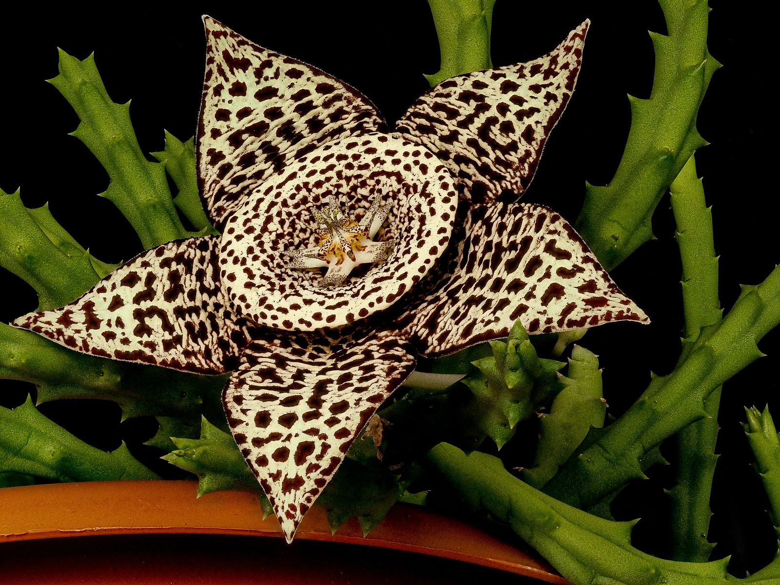 orbea variegata fleur etoile tachetee Fleur étoilée d'Orbea variegata tachetée de brun pourpre