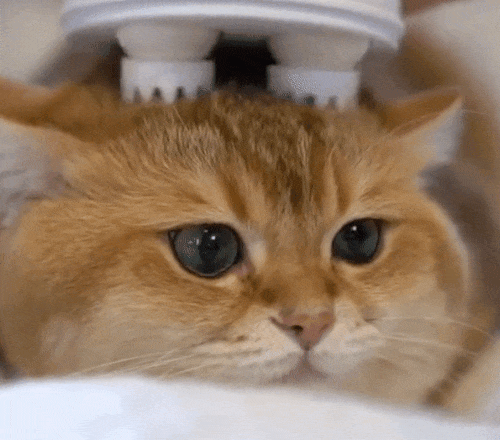 un appareil de massage cranien pour chat un appareil de massage cranien pour chat 5 un appareil de massage cranien pour chat 5