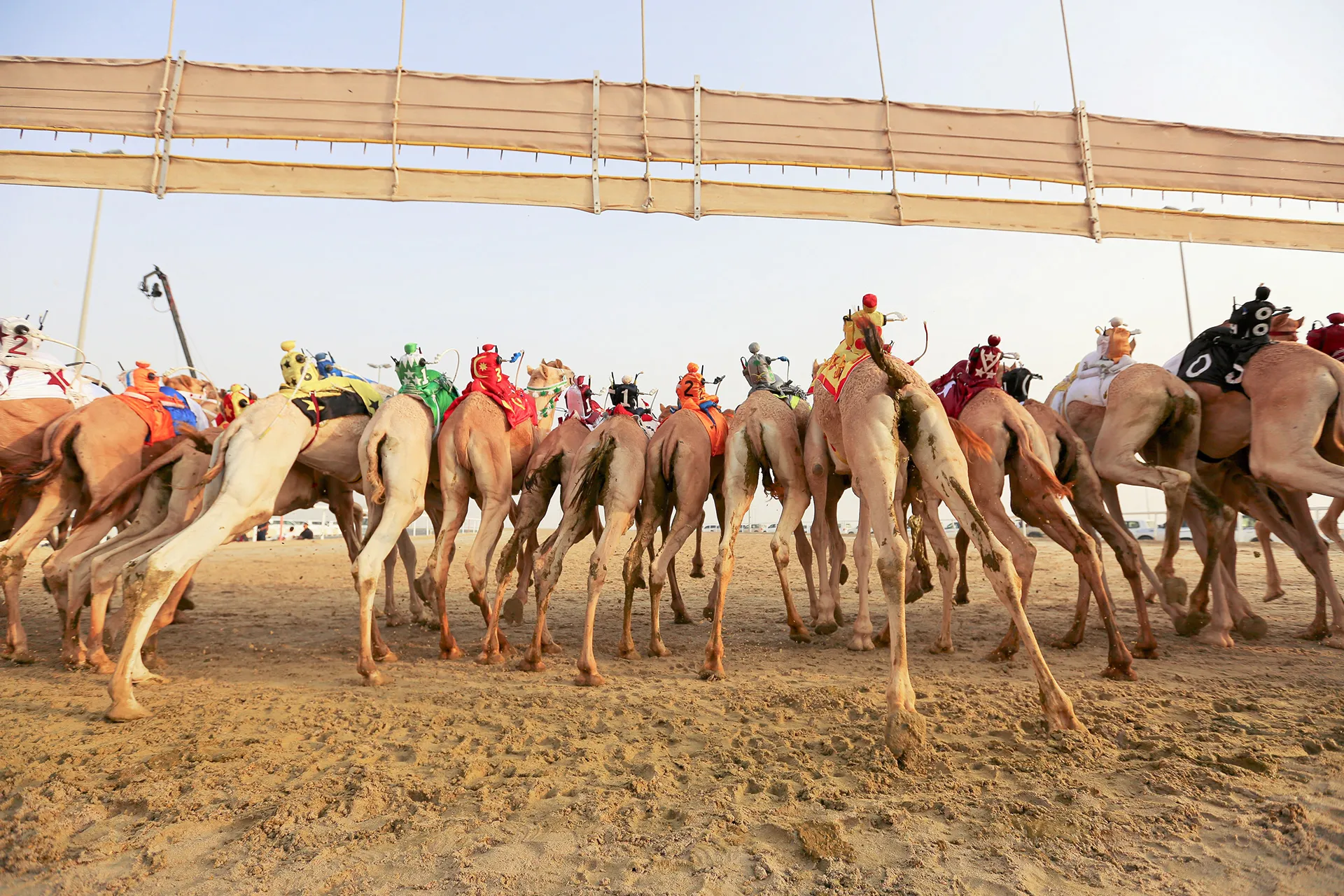 Une course de dromadaires à Al Shahaniya au Quatar une course de dromadaires a Al Shahaniya au Quatar 10 une course de dromadaires a Al Shahaniya au Quatar 10