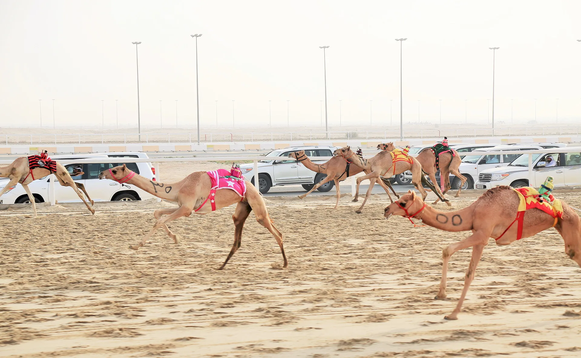 Une course de dromadaires à Al Shahaniya au Quatar une course de dromadaires a Al Shahaniya au Quatar 13 une course de dromadaires a Al Shahaniya au Quatar 13