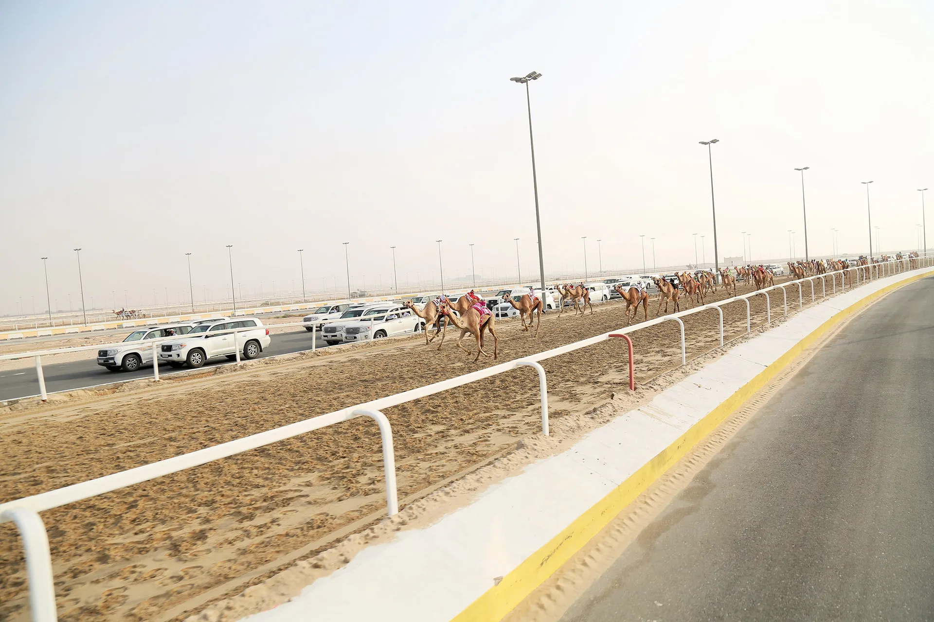 Une course de dromadaires à Al Shahaniya au Quatar une course de dromadaires a Al Shahaniya au Quatar 14 une course de dromadaires a Al Shahaniya au Quatar 14