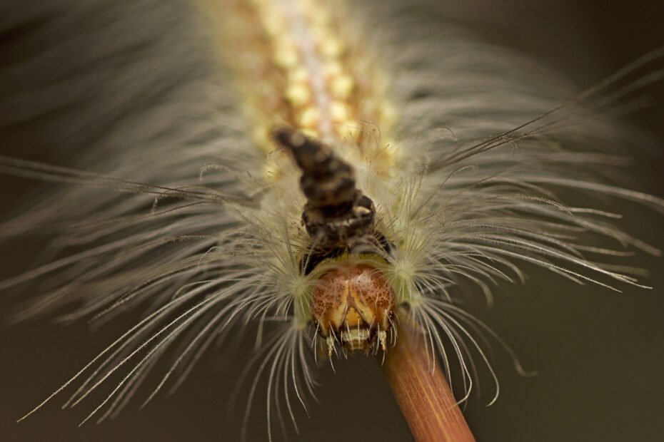 La chenille de Uraba lugens empile les têtes de ses mues comme un chapeau uraba lugens tetes mues Chenille Uraba lugens avec ses anciennes capsules céphaliques empilées
