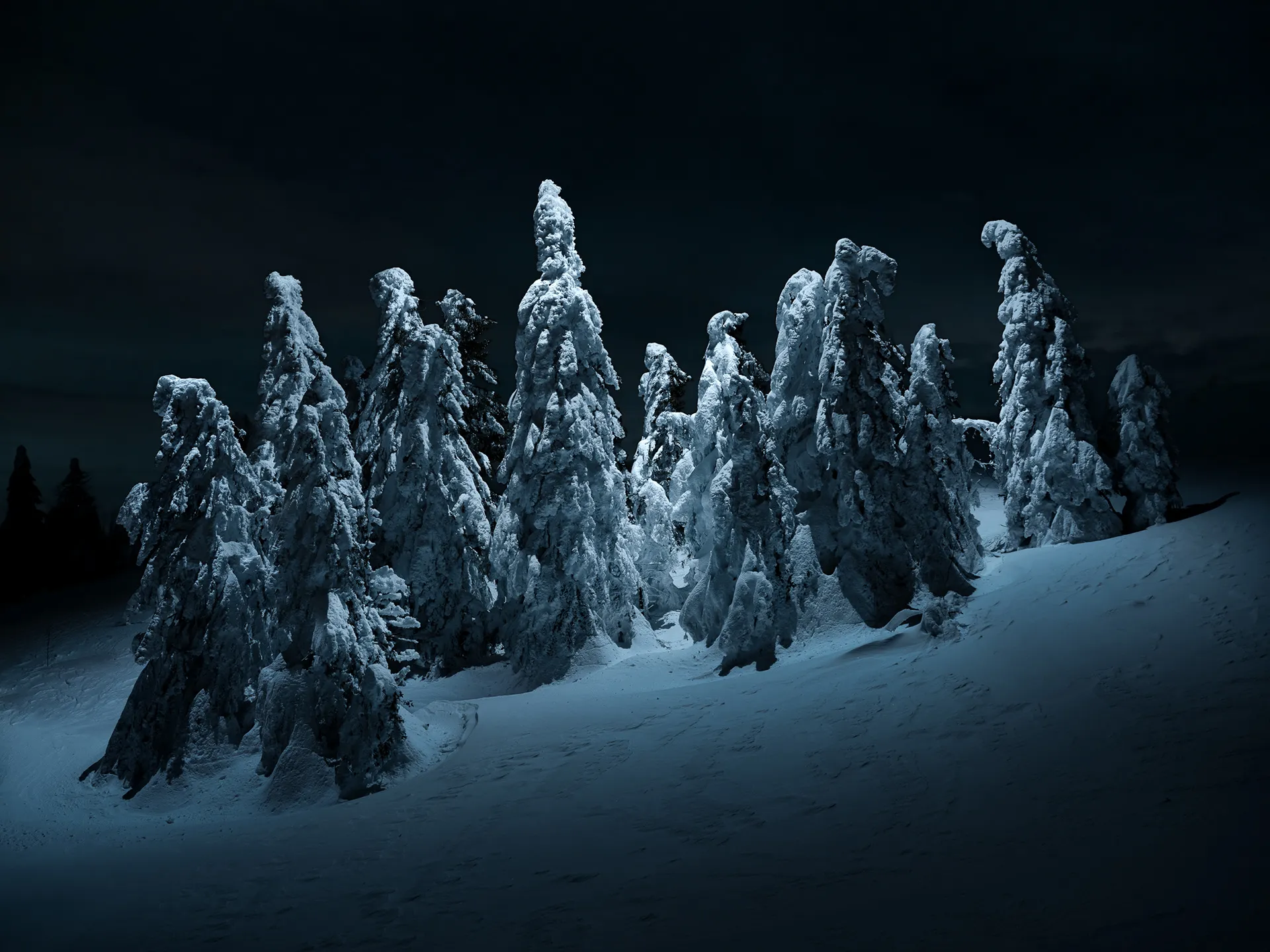 Aerial light - la beauté nocturne des sapins sous la neige Aerial light la beaute nocturne des sapins sous la neige 2 Aerial-light-la-beaute-nocturne-des-sapins-sous-la-neige