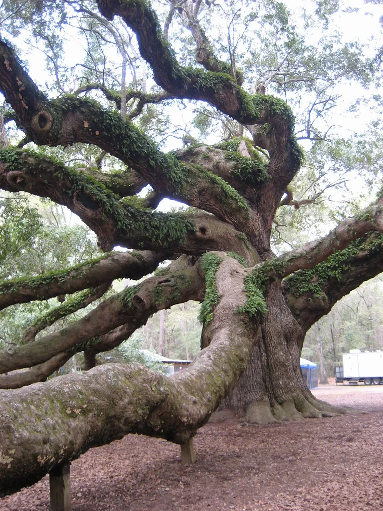 Angel Oak - le féérique chêne ange de l'île de Johns Angel Oak le feerique chene ange de l ile de Johns 12 Angel-Oak-le-feerique-chene-ange-de-l-ile-de-Johns-12