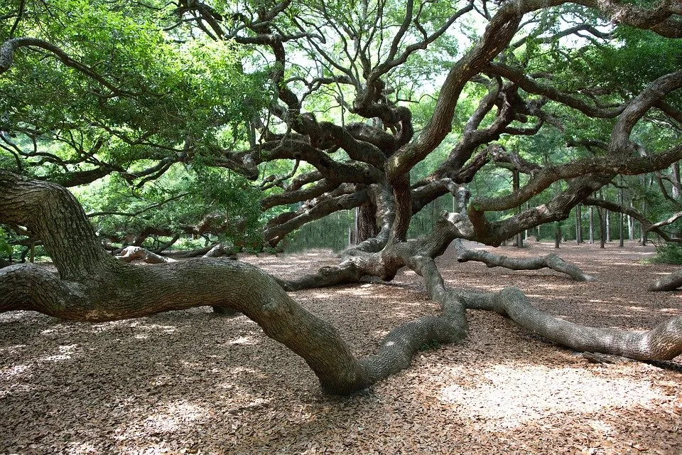 Angel Oak - le féérique chêne ange de l'île de Johns Angel Oak le feerique chene ange de l ile de Johns 2 Angel-Oak-le-feerique-chene-ange-de-l-ile-de-Johns-2