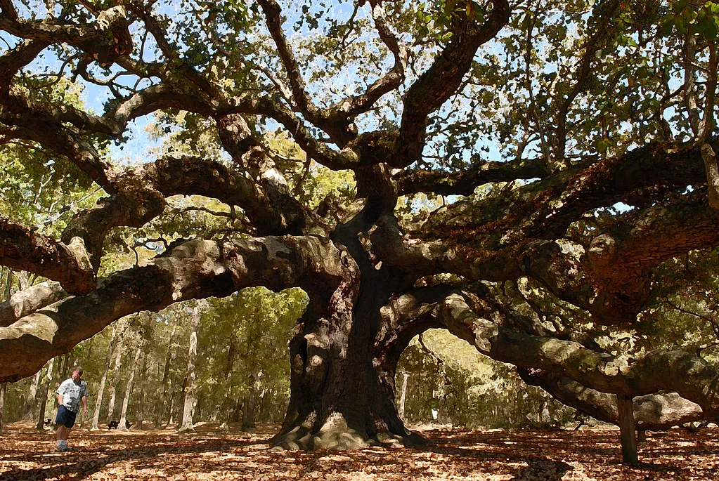 Angel Oak - le féérique chêne ange de l'île de Johns Angel Oak le feerique chene ange de l ile de Johns 3 Angel-Oak-le-feerique-chene-ange-de-l-ile-de-Johns-3