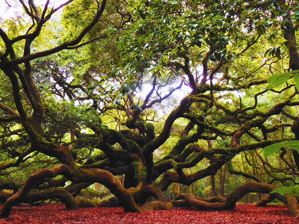 Angel Oak - le féérique chêne ange de l'île de Johns Angel Oak le feerique chene ange de l ile de Johns 4 Angel-Oak-le-feerique-chene-ange-de-l-ile-de-Johns-4