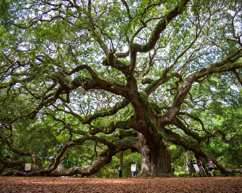 Angel Oak - le féérique chêne ange de l'île de Johns Angel Oak le feerique chene ange de l ile de Johns 5 Angel-Oak-le-feerique-chene-ange-de-l-ile-de-Johns-5