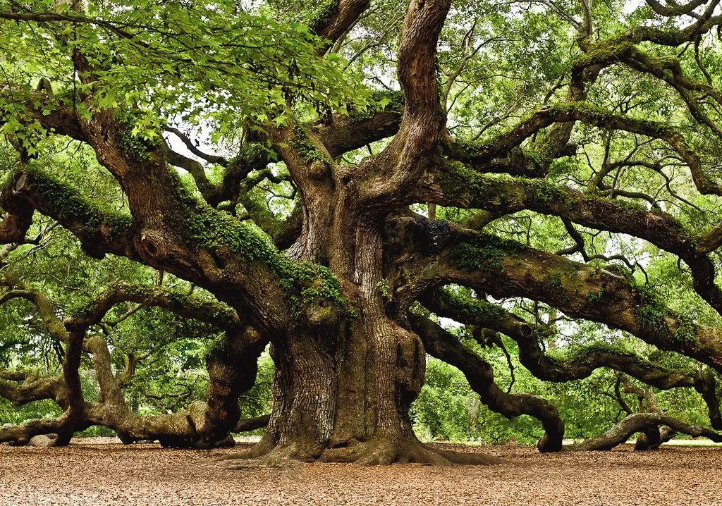 Angel Oak - le féérique chêne ange de l'île de Johns Angel Oak le feerique chene ange de l ile de Johns 6 Angel-Oak-le-feerique-chene-ange-de-l-ile-de-Johns-6