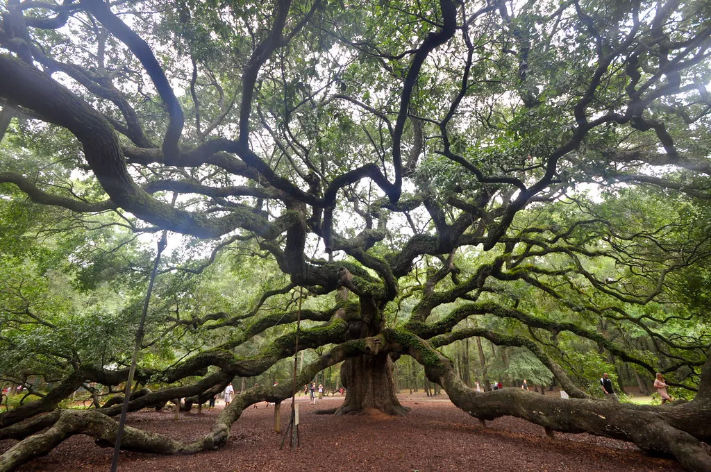 Angel Oak - le féérique chêne ange de l'île de Johns Angel Oak le feerique chene ange de l ile de Johns 7 Angel-Oak-le-feerique-chene-ange-de-l-ile-de-Johns-7