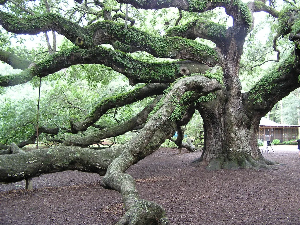 Angel Oak - le féérique chêne ange de l'île de Johns Angel Oak le feerique chene ange de l ile de Johns 9 Angel-Oak-le-feerique-chene-ange-de-l-ile-de-Johns-9