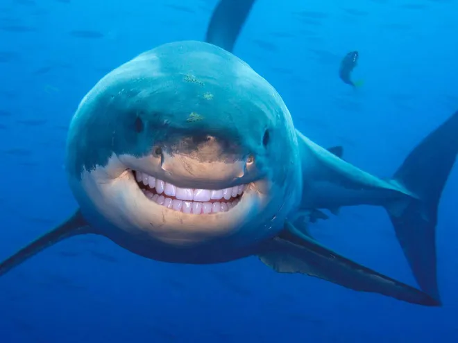 Des requins avec des dents humaines Des requins avec des dents humaines photoshop surrealiste hybride 15 Des-requins-avec-des-dents-humaines-photoshop-surrealiste-hybride