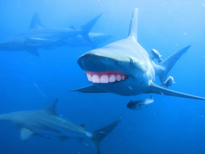 Des requins avec des dents humaines Des requins avec des dents humaines photoshop surrealiste hybride 17 Des-requins-avec-des-dents-humaines-photoshop-surrealiste-hybride