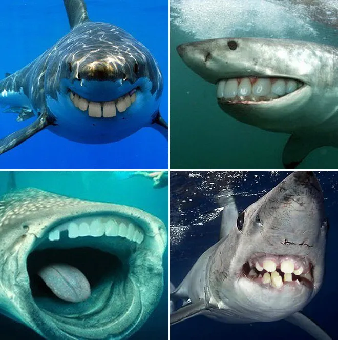 Des requins avec des dents humaines Des requins avec des dents humaines photoshop surrealiste hybride 19 Des-requins-avec-des-dents-humaines-photoshop-surrealiste-hybride