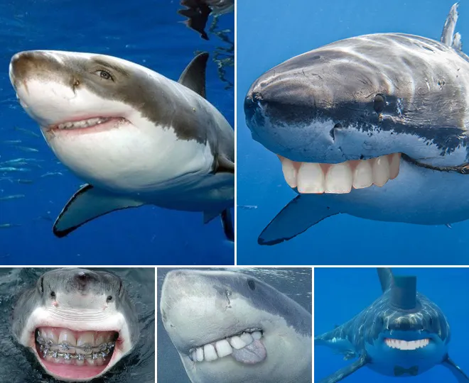 Des requins avec des dents humaines Des requins avec des dents humaines photoshop surrealiste hybride 2 Des-requins-avec-des-dents-humaines-photoshop-surrealiste-hybride