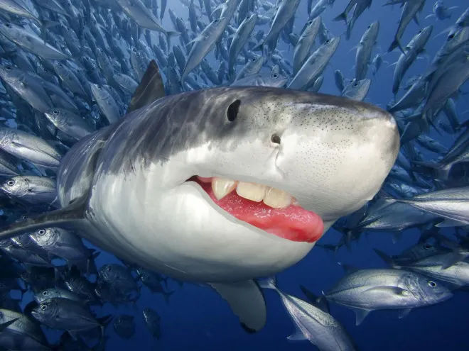 Des requins avec des dents humaines Des requins avec des dents humaines photoshop surrealiste hybride 3 Des-requins-avec-des-dents-humaines-photoshop-surrealiste-hybride