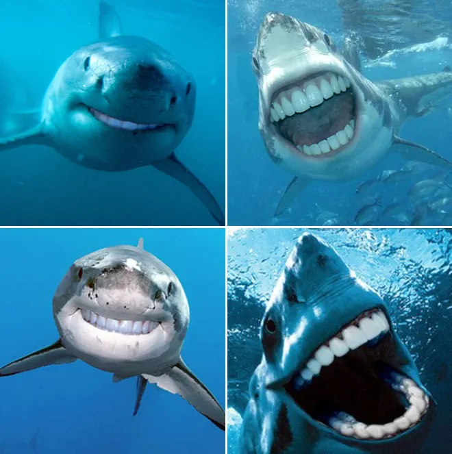 Des requins avec des dents humaines Des requins avec des dents humaines photoshop surrealiste hybride 6 Des-requins-avec-des-dents-humaines-photoshop-surrealiste-hybride