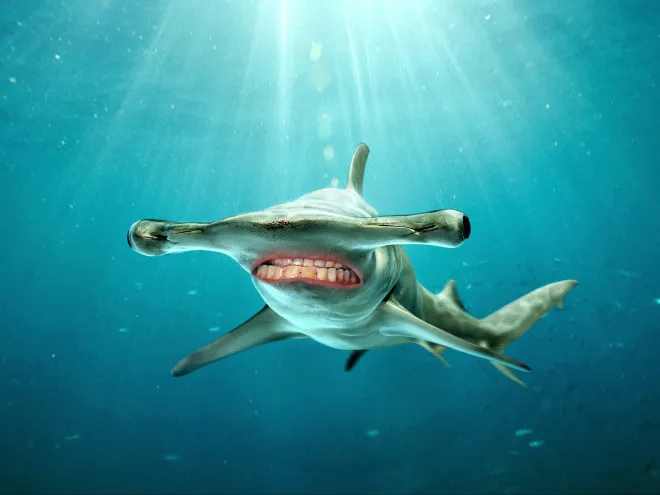 Des requins avec des dents humaines Des requins avec des dents humaines photoshop surrealiste hybride 7 Des-requins-avec-des-dents-humaines-photoshop-surrealiste-hybride