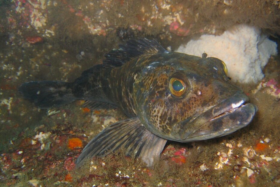 La morue-lingue du Pacifique, le poisson aux 500 dents qui les remplace sans arrêt L extraordinaire dentition de la morue lingue du Pacifique 1 L extraordinaire dentition de la morue lingue du Pacifique 1